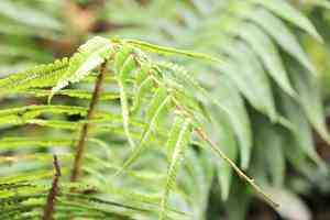 Alpine wood fern(Dryopteris wallichiana)