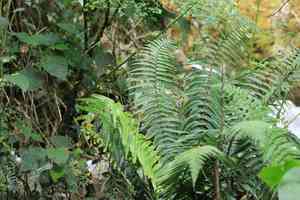 Alpine wood fern(Dryopteris wallichiana)