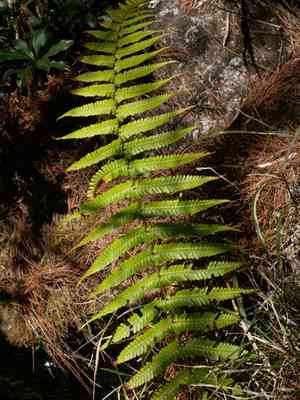 Alpine wood fern(Dryopteris wallichiana)
