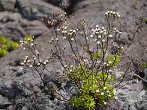 Dubautia scabra(Dubautia scabra)