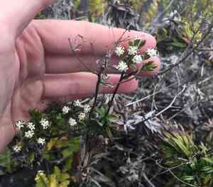 Dubautia scabra(Dubautia scabra)