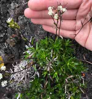 Dubautia scabra(Dubautia scabra)