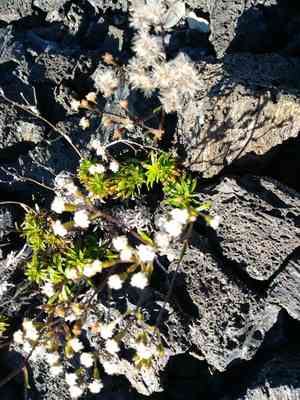 Dubautia scabra(Dubautia scabra)