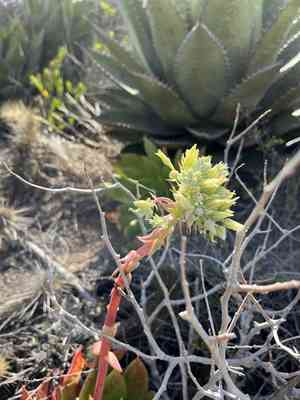 Giant chalk dudleya(Dudleya brittonii)