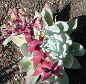 Giant chalk dudleya(Dudleya brittonii)