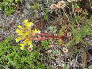 Sea lettuce(Dudleya caespitosa)