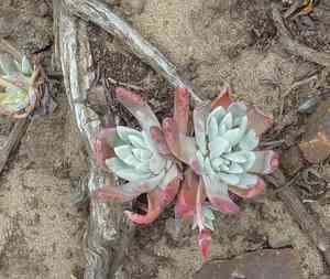 Sea lettuce(Dudleya caespitosa)