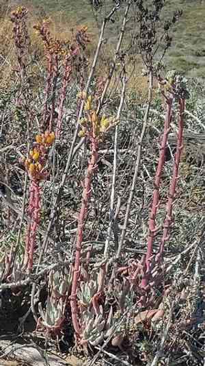 Sea lettuce(Dudleya caespitosa)