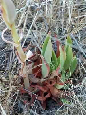 Sea lettuce(Dudleya caespitosa)