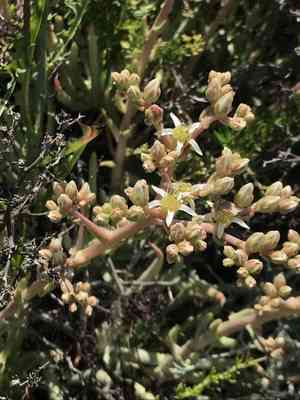 Fingertips(Dudleya edulis)
