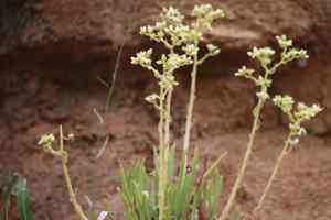 Fingertips(Dudleya edulis)