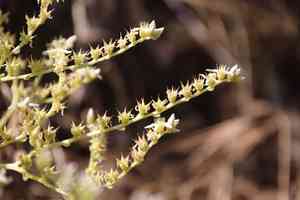Fingertips(Dudleya edulis)
