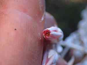 Chalk Lettuce(Dudleya pulverulenta)