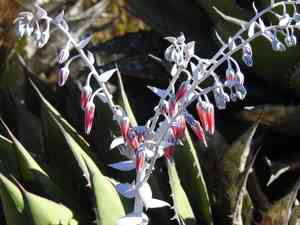 Chalk Lettuce(Dudleya pulverulenta)
