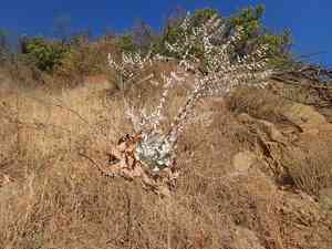 Chalk Lettuce(Dudleya pulverulenta)