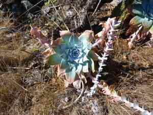 Chalk Lettuce(Dudleya pulverulenta)