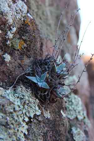 Verity's liveforever(Dudleya verityi)