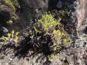 Verity's liveforever(Dudleya verityi)