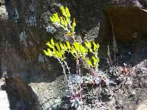 Verity's liveforever(Dudleya verityi)