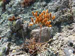 Verity's liveforever(Dudleya verityi)