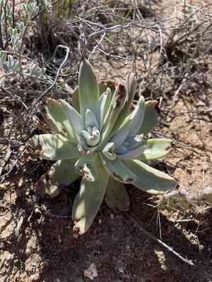 Bright green dudleya(Dudleya virens)
