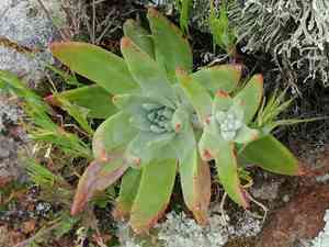 Bright green dudleya(Dudleya virens)