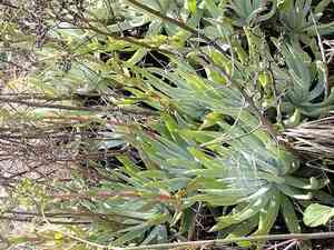 Bright green dudleya(Dudleya virens)