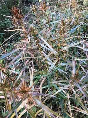 Threeway sedge(Dulichium arundinaceum)