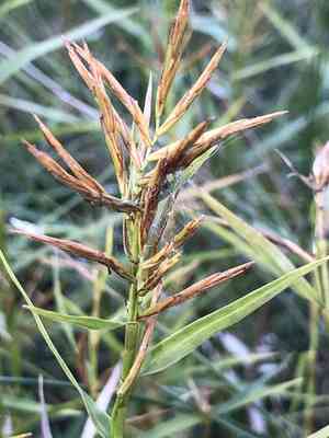Threeway sedge(Dulichium arundinaceum)
