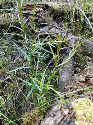 Threeway sedge(Dulichium arundinaceum)