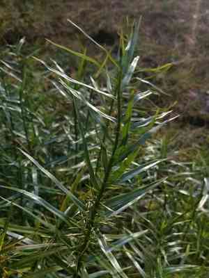 Threeway sedge(Dulichium arundinaceum)