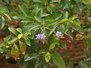 Golden dewdrops (Duranta)(Duranta)