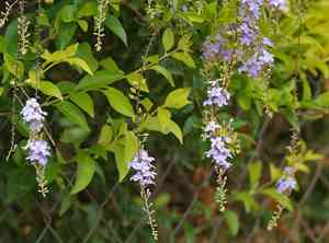 Golden dewdrops (Duranta)(Duranta)
