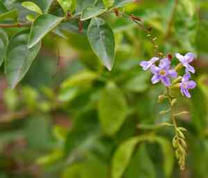 Golden dewdrops (Duranta)(Duranta)