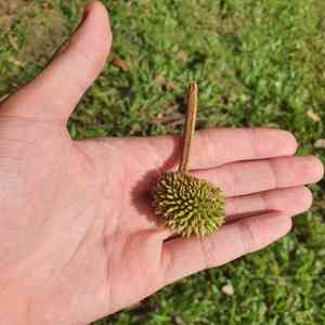 Durian(Durio zibethinus)