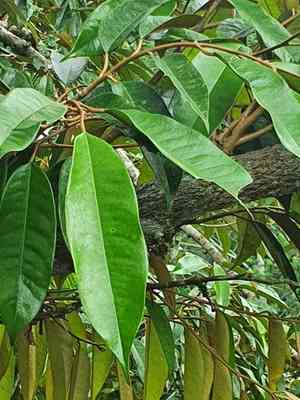 Durian(Durio zibethinus)