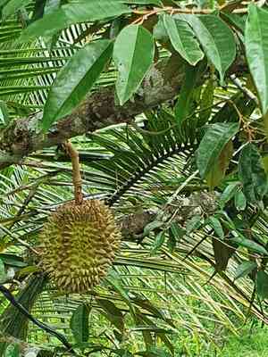 Durian(Durio zibethinus)