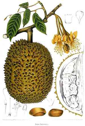 Durian(Durio zibethinus)