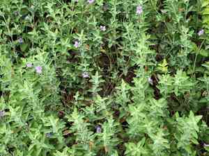 Wavyleaf snakeherb(Dyschoriste crenulata)