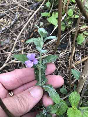 Wavyleaf snakeherb(Dyschoriste crenulata)