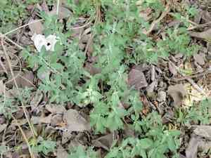 Wavyleaf snakeherb(Dyschoriste crenulata)