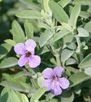 Wavyleaf snakeherb(Dyschoriste crenulata)