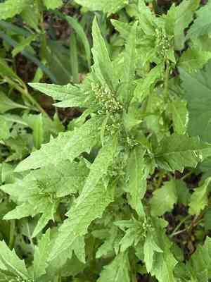 Mexican tea(Dysphania ambrosioides)