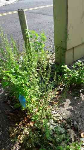 Mexican tea(Dysphania ambrosioides)