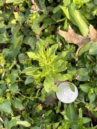 Mexican tea(Dysphania ambrosioides)