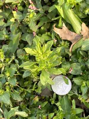 Mexican tea(Dysphania ambrosioides)