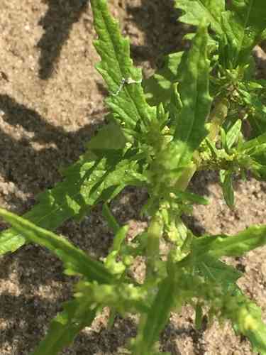 Mexican tea(Dysphania ambrosioides)
