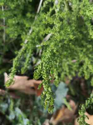 Cutleaf goosefoot(Dysphania multifida)