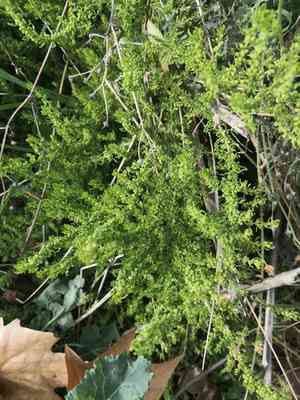 Cutleaf goosefoot(Dysphania multifida)