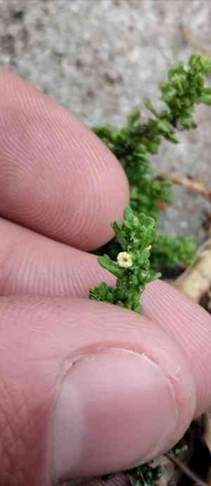 Cutleaf goosefoot(Dysphania multifida)